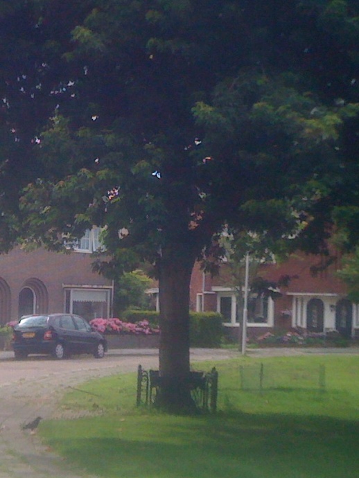 Discover Dutch Commemoration Trees: Royal Milestones Marked by Oranjeboom